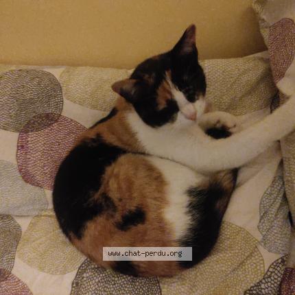 Foto 1/1 Kalie Chat perdido en Quemeneven