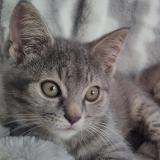 Foto del gato perdido en Quebec