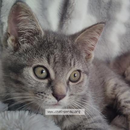 Foto 1/1 Simba Chat perdido en Quebec