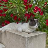 Foto del gato perdido en Saint Laurent