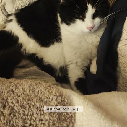 Foto 1/1 Gaka Chat perdido en Dax