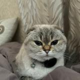 Foto del gato perdido en Sainte Genevieve Des Bois