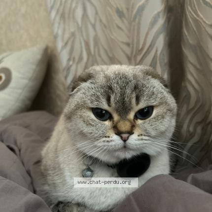 Foto 1/1 Lia Chat perdido en Sainte genevieve des bois