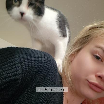 Foto 1/1 Nala Chat perdido en Roville devant bayon