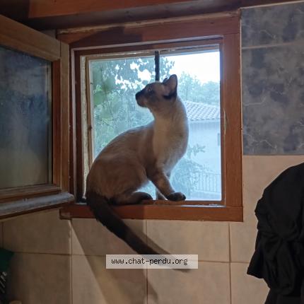 Foto 1/1 Doudou Chat perdido en Aix en provence