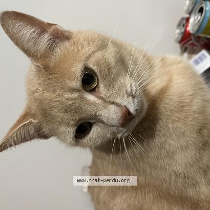 Foto 1/1 Robert Chat perdido en Grenade