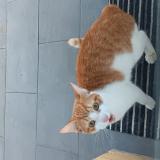 Foto de gato encontrado en Annezin