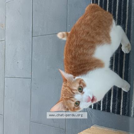 Foto 1/1 Gato encontrado Encontrado en Annezin