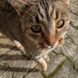 Foto de gato encontrado en Saint Marcel