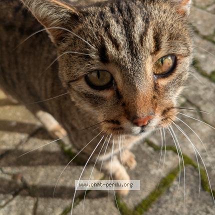Foto 1/3 Gato encontrado Encontrado en Saint marcel