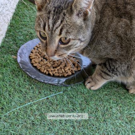 Foto 2/3 Gato encontrado Encontrado en Saint marcel
