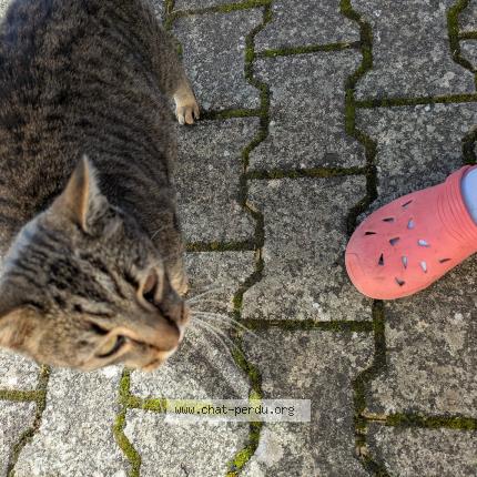 Foto 3/3 Gato encontrado Encontrado en Saint marcel