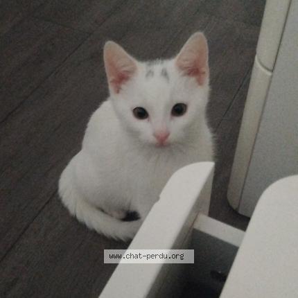 Foto 1/1 Xaomi Chat perdido en Persan