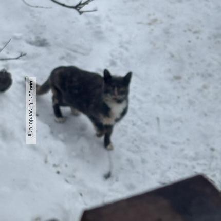 Foto 1/1 Gato encontrado Encontrado en Laval fabreville