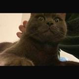 Foto del gato perdido en Crissier