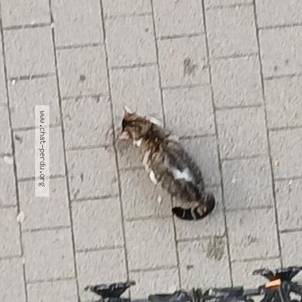 Foto 1/1 Gato encontrado Encontrado en Bruxelles