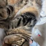 Foto del gato perdido en Savigny Le Temple