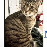 Foto del gato perdido en San Diego