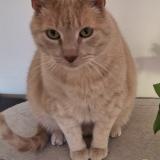 Foto del gato perdido en Agonac