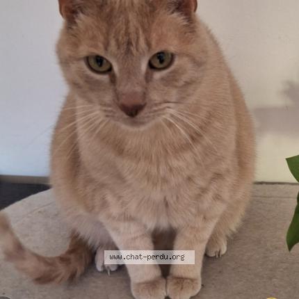 Foto 1/1 TIGRIS Chat perdido en Agonac