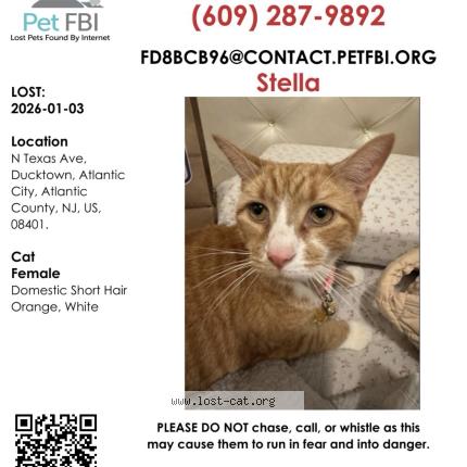 Foto 1/1 Stella Chat perdido en Atlantic city