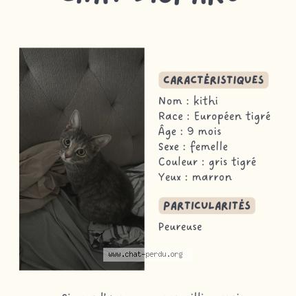 Foto 1/1 Kithi Chat perdido en Vaires