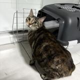 Foto de gato encontrado en Capinghem