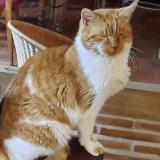 Foto del gato perdido en Pommiers