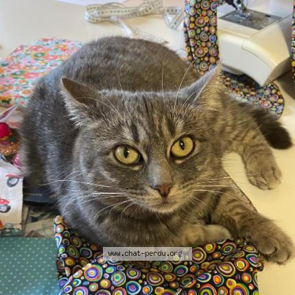 Foto 1/1 Nala Chat perdido en Huy