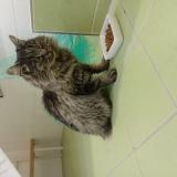 Foto de gato encontrado en Jouy En Josas