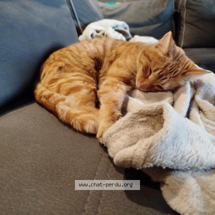 Foto 1/1 ruby Chat perdido en Viriat