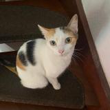 Foto del gato perdido en Pau