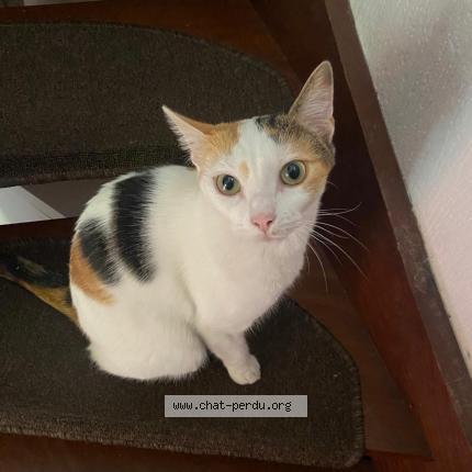 Foto 1/1 MUEZZA Chat perdido en Pau