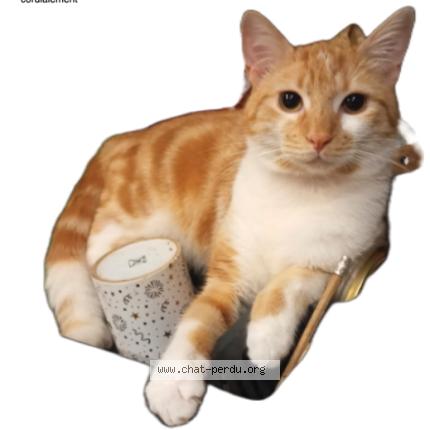 Foto 1/1 caramel Chat perdido en Vesoul