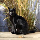 Foto del gato perdido en Bruges