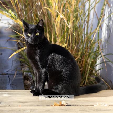 Foto 1/1 Bobby Chat perdido en Bruges