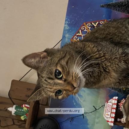 Foto 1/1 Gato encontrado Encontrado en Charleroi