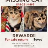 Foto del gato perdido en Upland