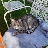 Foto del gato perdido en Jard Sur Mer