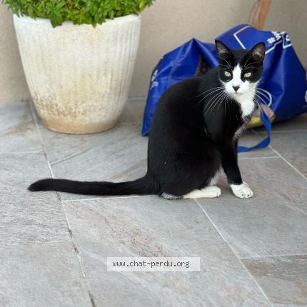 Foto 1/1 Chipper Chat perdido en Malvies