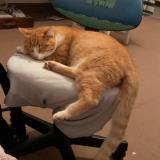 Foto del gato perdido en La Chapelle Thouarault