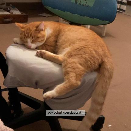 Foto 1/1 Spoon Chat perdido en La chapelle thouarault