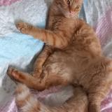 Foto del gato perdido en La Garde