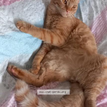 Foto 1/1 Simba Chat perdido en La garde