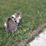 Foto del gato perdido en Granville