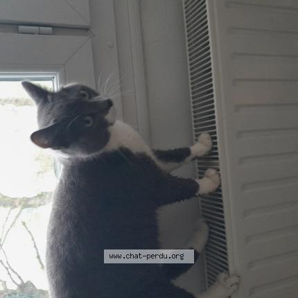 Foto 1/1 Gribouille Chat perdido en St martin sur oust