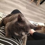 Foto del gato perdido en Port Brillet