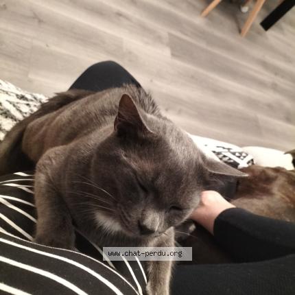 Foto 1/1 Gribouille Chat perdido en Port brillet