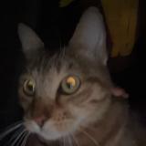 Foto de gato encontrado en Marseille