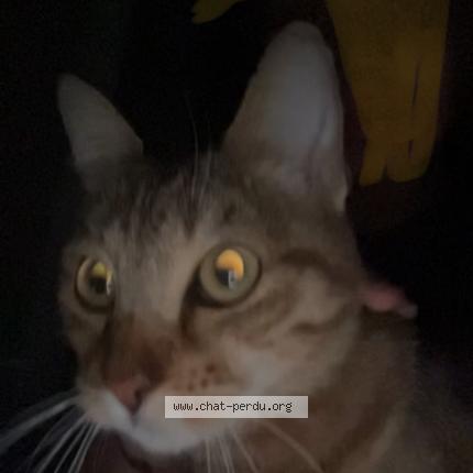 Foto 1/1 Gato encontrado Encontrado en Marseille